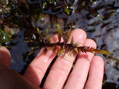 Fontinalis antipyretica