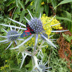 Zygaena lonicerae