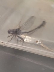 Zygoptera