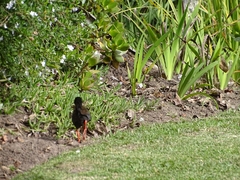 Zapornia flavirostra