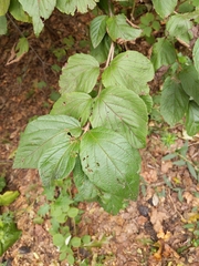 Viburnum dilatatum