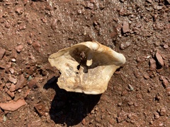 Zirfaea crispata