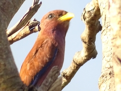 Eurystomus glaucurus