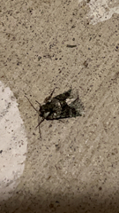 Lacinipolia explicata