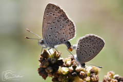 Zizeeria knysna knysna