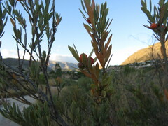 Osyris lanceolata