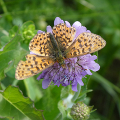 Boloria euphrosyne