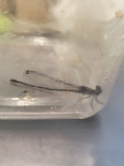 Zygoptera