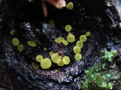 Calycina