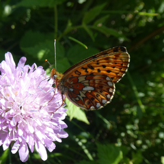 Boloria euphrosyne