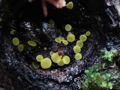 Calycina