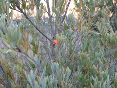 Osyris lanceolata