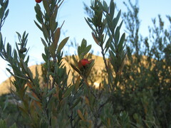 Osyris lanceolata