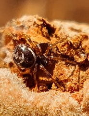 Steatoda