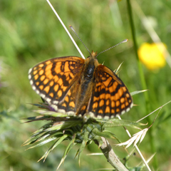 Melitaea celadussa