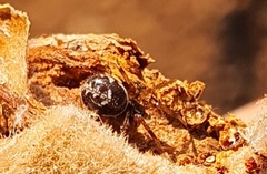 Steatoda