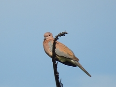 Streptopelia senegalensis