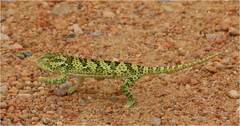 Chamaeleo dilepis
