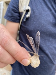 Distoleon tetragrammicus