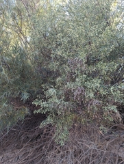 Baccharis salicina