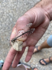 Distoleon tetragrammicus