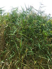 Phragmites australis altissimus