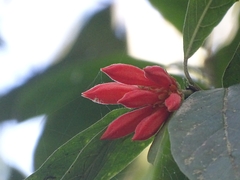 Burchellia bubalina