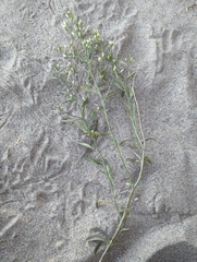 Baccharis salicina