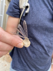 Distoleon tetragrammicus