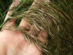 Phragmites australis altissimus