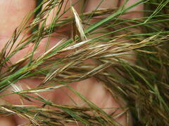 Phragmites australis altissimus