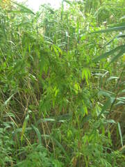 Cannabis sativa spontanea