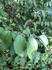 Lonicera morrowii