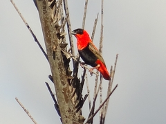 Euplectes franciscanus