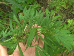 Cannabis sativa spontanea