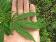 Cannabis sativa spontanea