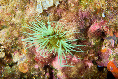 Cerianthus membranaceus