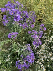 Symphyotrichum oblongifolium