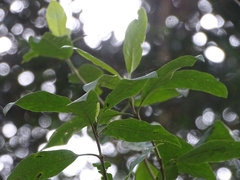 Burchellia bubalina