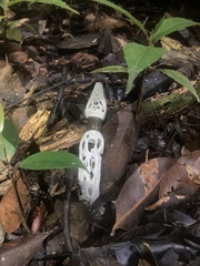 Staheliomyces cinctus