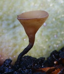Sclerotinia