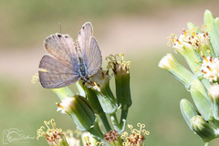 Leptotes pirithous