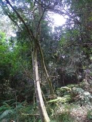 Burchellia bubalina