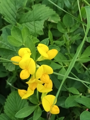 Lotus corniculatus