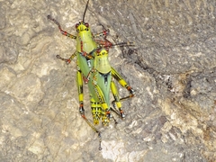 Zonocerus variegatus