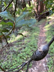 Callirhytis quercussuttoni