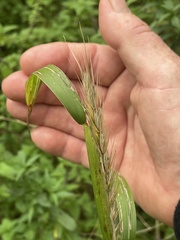 Elymus virginicus