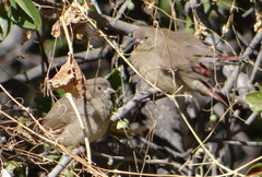 Lagonosticta senegala