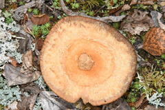 Lactarius torminosus