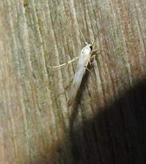 Stathmopoda horticola